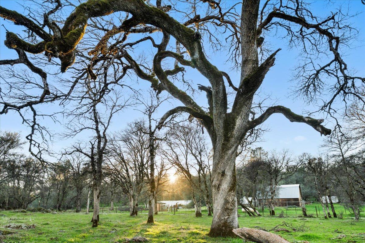 14481 Oak Ridge Road Grass Valley, CA 95949 - Photo 13 of 46 a view of a yard with a tree
