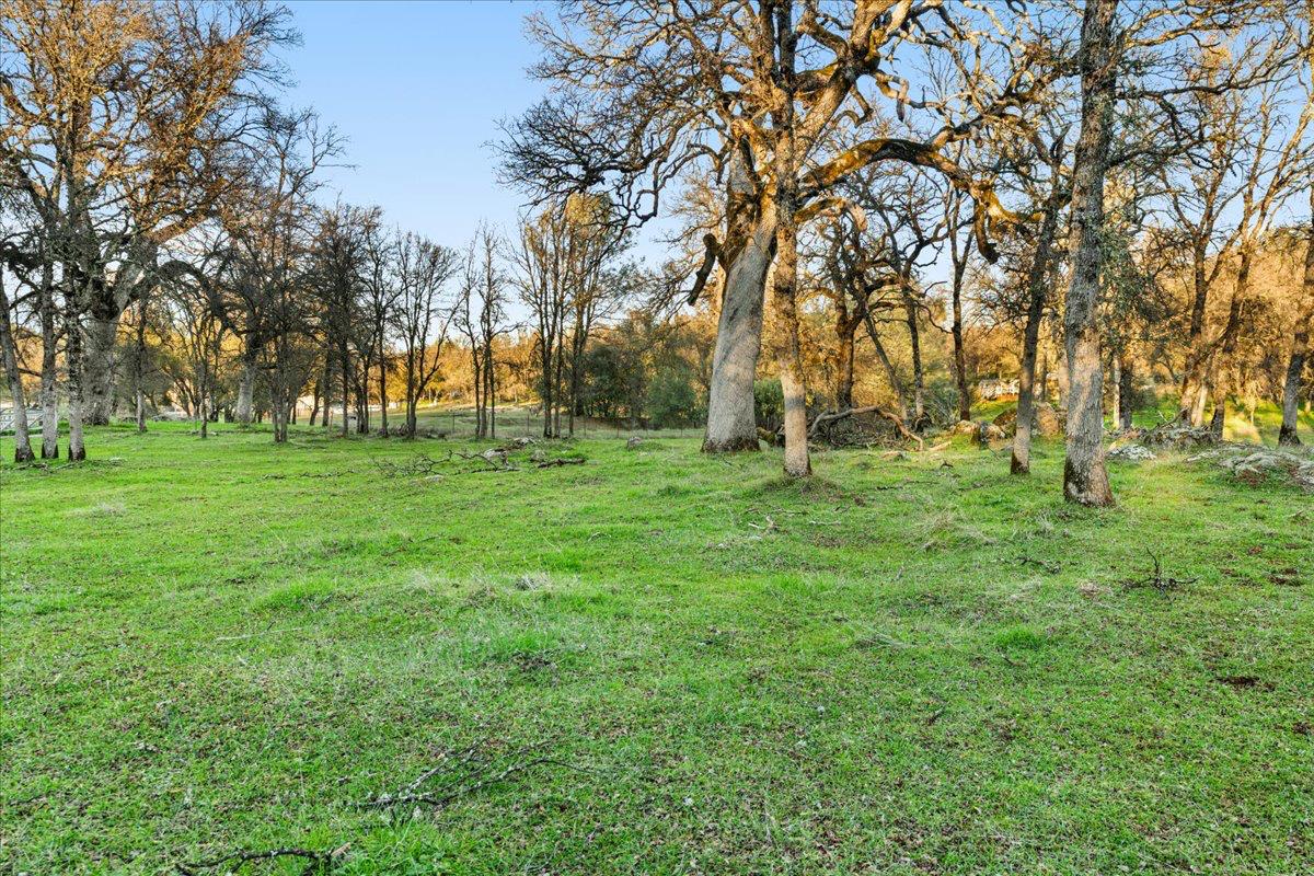 14481 Oak Ridge Road Grass Valley, CA 95949 - Photo 16 of 46 a tall trees with a big yard