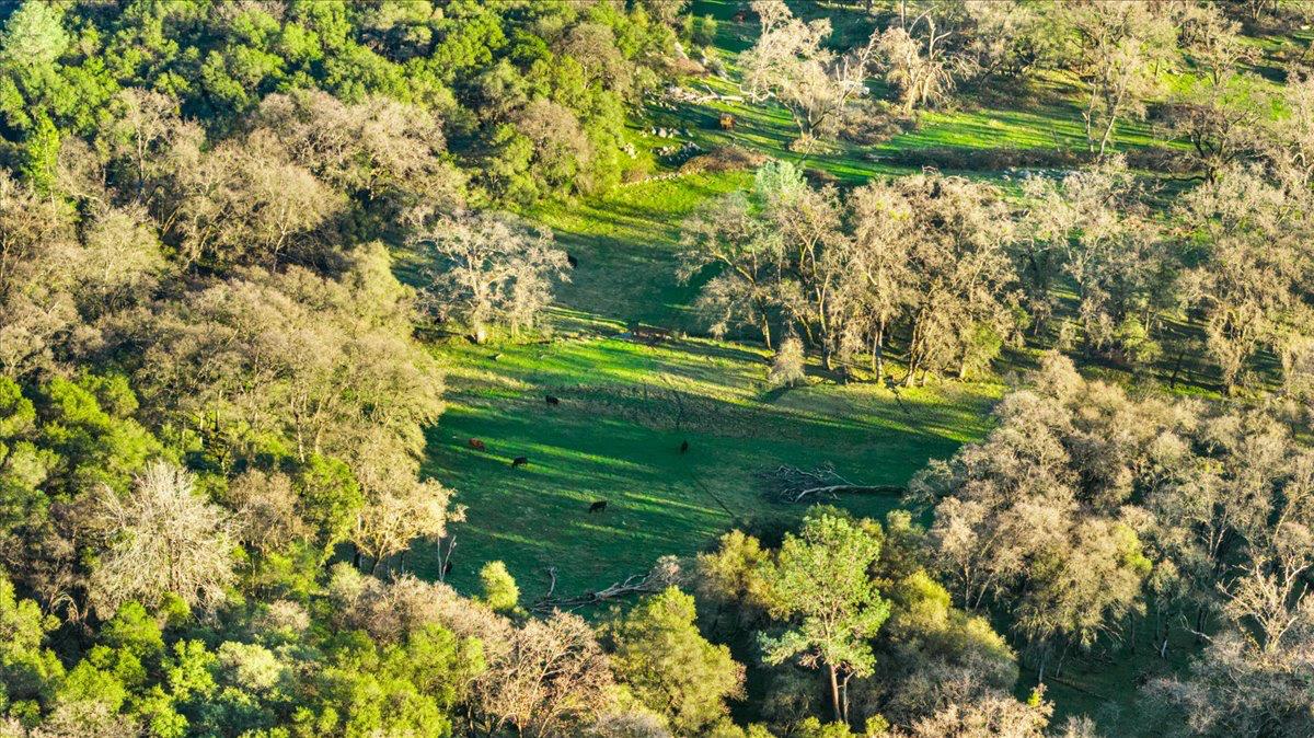14481 Oak Ridge Road Grass Valley, CA 95949 - Photo 20 of 46 a view of a garden with a lake