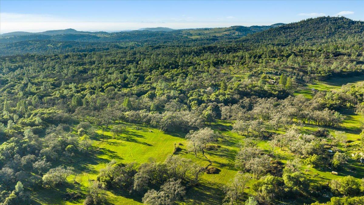 14481 Oak Ridge Road Grass Valley, CA 95949 - Photo 31 of 46 a view of a lush green forest with trees in the background
