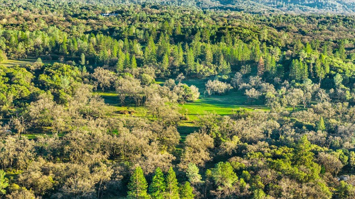 14481 Oak Ridge Road Grass Valley, CA 95949 - Photo 32 of 46 a view of a yard with plants