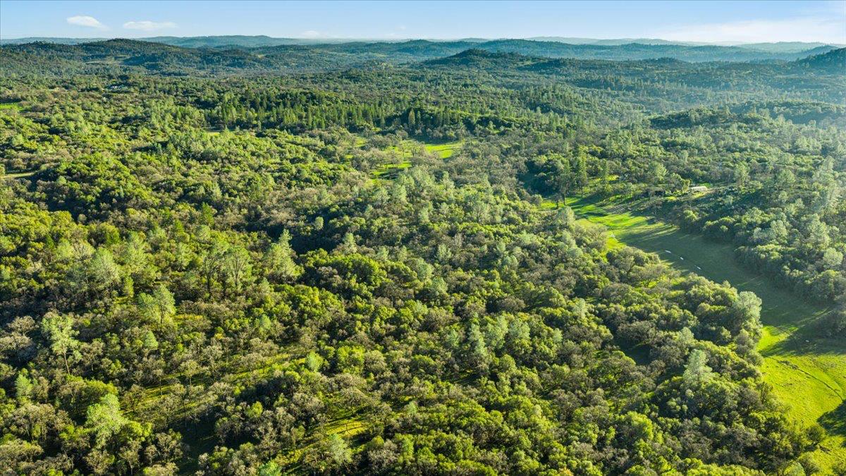 14481 Oak Ridge Road Grass Valley, CA 95949 - Photo 40 of 46 a view of a lush green forest with trees and some houses