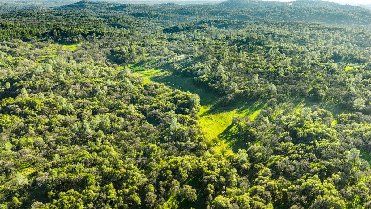 14481 Oak Ridge Road Grass Valley, CA 95949 - Photo 41 of 46 a view of a big yard with plants and large trees
