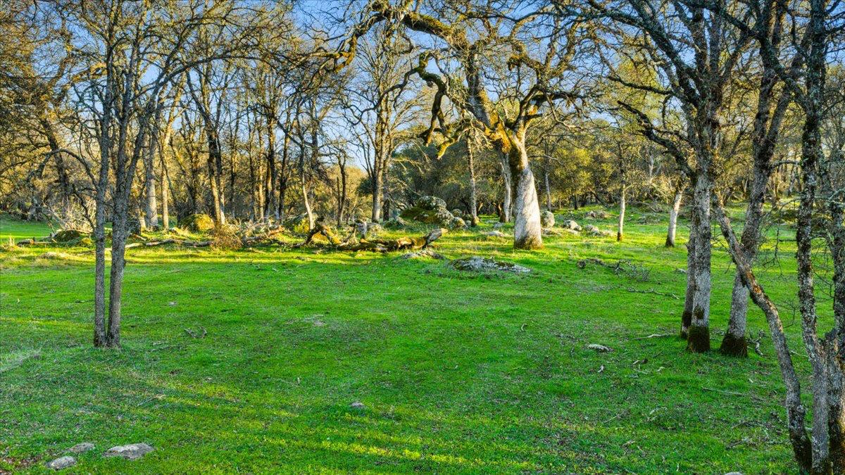 14481 Oak Ridge Road Grass Valley, CA 95949 - Photo 5 of 46 a view of a park with large trees