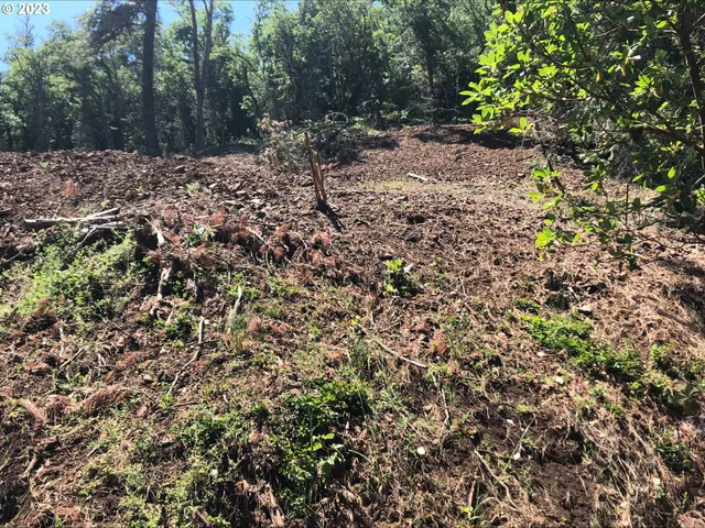 a view of a forest with a tree