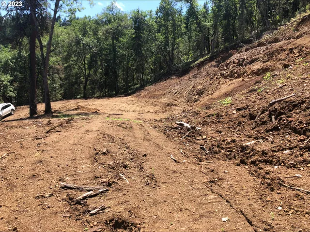 a view of a snow on a forest