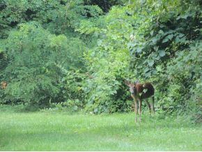 Deer looking on