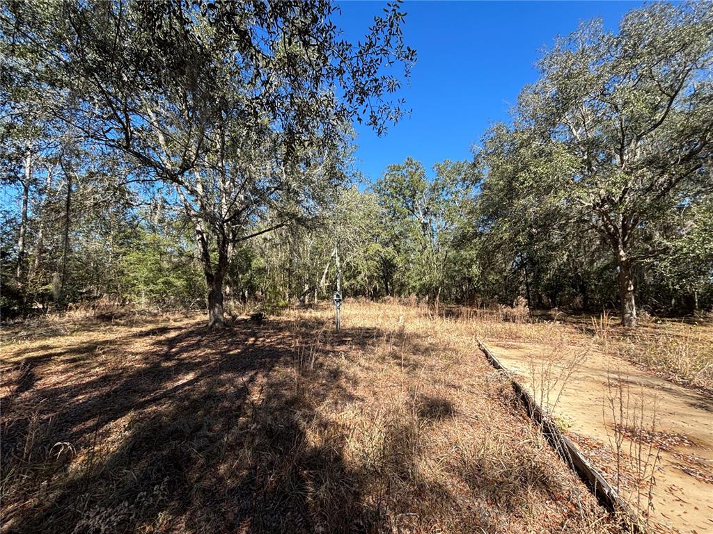 1077 Northwest Hamp Farmer Road Lake City, FL 32055 - Photo 4 of 8 a view of empty space with large trees