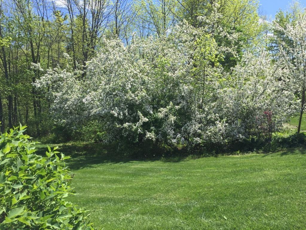 27 Highland Ridge Drive, Unit 27 Hampden, ME 04444 - Photo 3 of 32 Fruit trees in the back yard