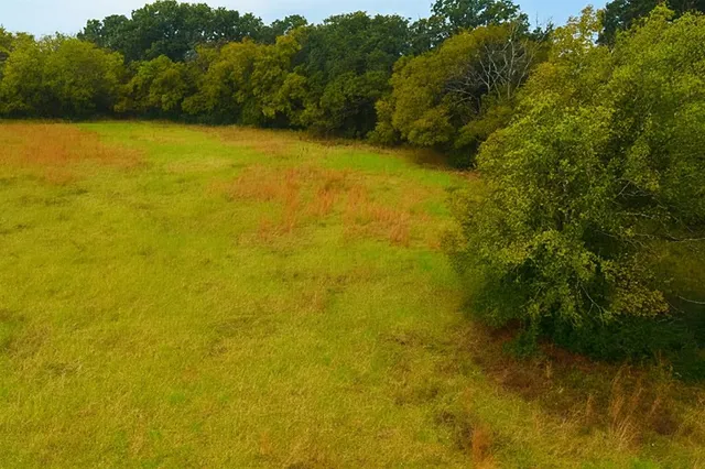 a view of a lush green forest