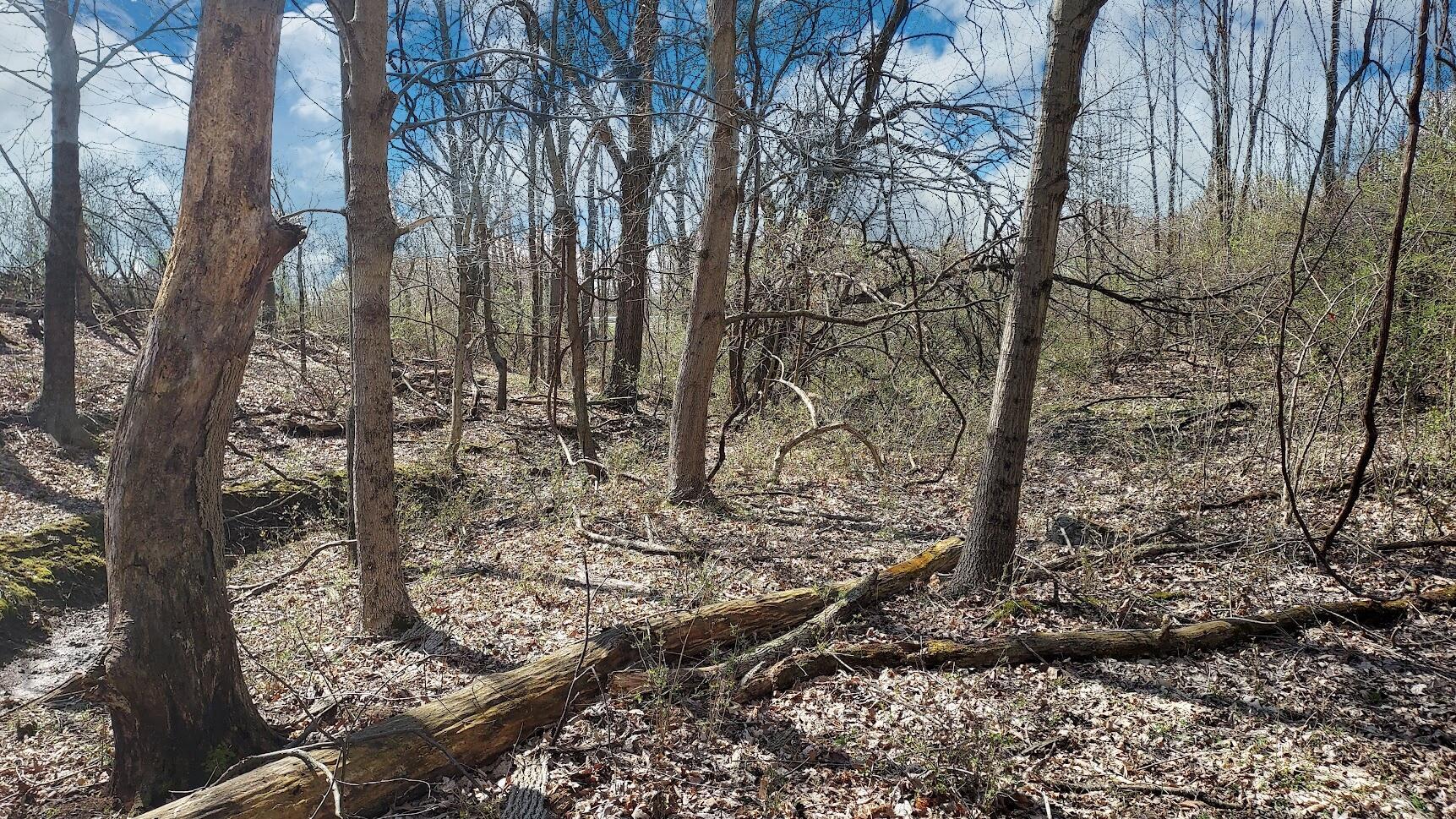 5563 Red Bank Road, Unit TRACT C Galena, OH 43021 - Photo 16 of 32 16. Ravine