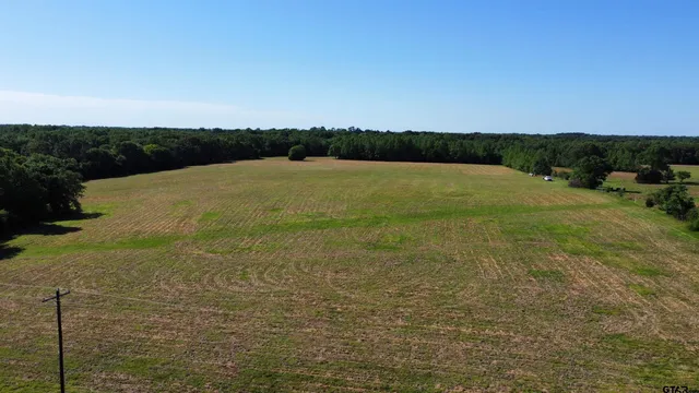 a view of a yard with plants and large trees
