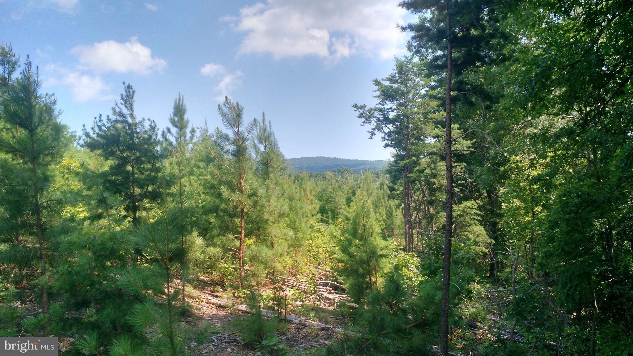 Lot 2 Venus Branch Road Front Royal, VA 22630 - Photo 3 of 4 MOUNTAIN VIEWS WITH SOME CLEARING