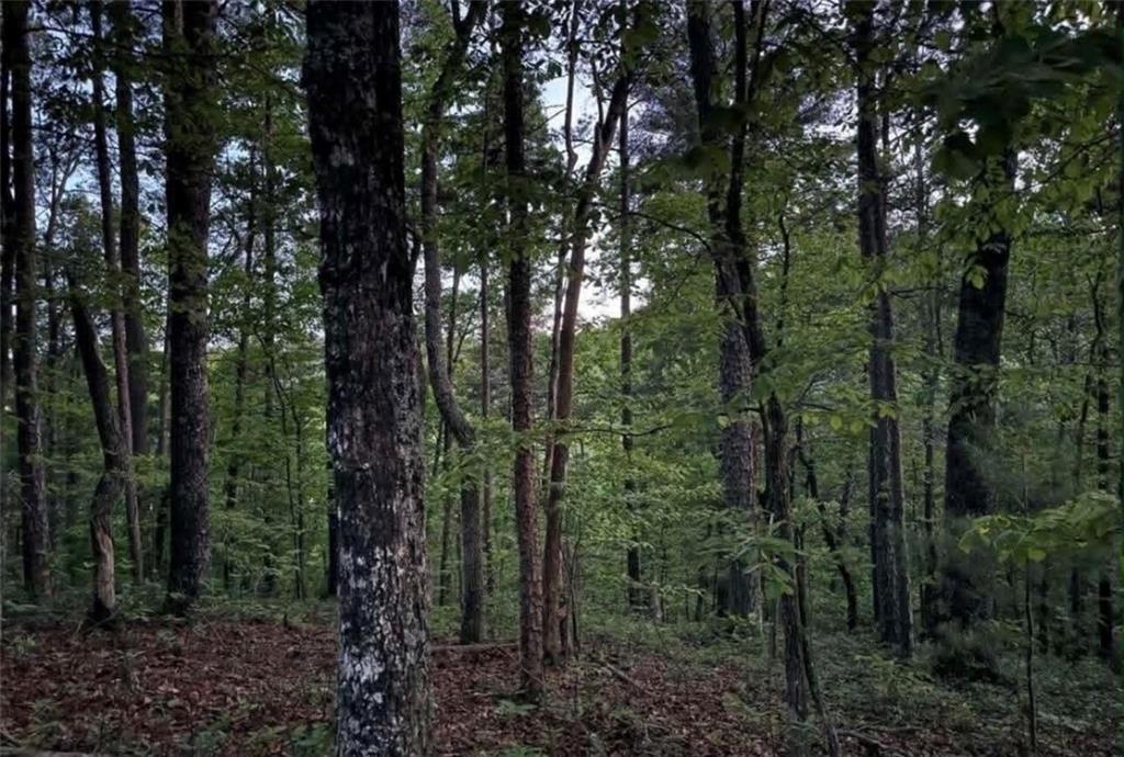562 Neptune Circle Northeast Ranger, GA 30734 - Photo 4 of 23 a view of forest