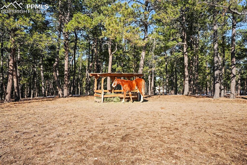 8265 Tannenbaum Road Colorado Springs, CO 80908 - Photo 38 of 50 a view of outdoor space with trampoline