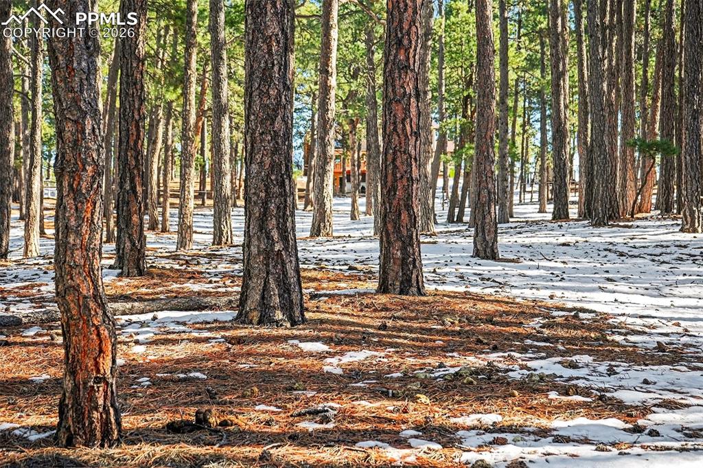 8265 Tannenbaum Road Colorado Springs, CO 80908 - Photo 42 of 50 a view of outdoor space with deck and tree