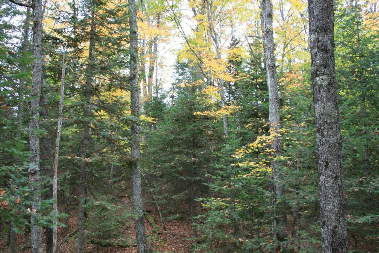 On On Monheim Road, Unit LOT 2 Conover, WI 54519 - Photo 3 of 9 Gallery Image 3