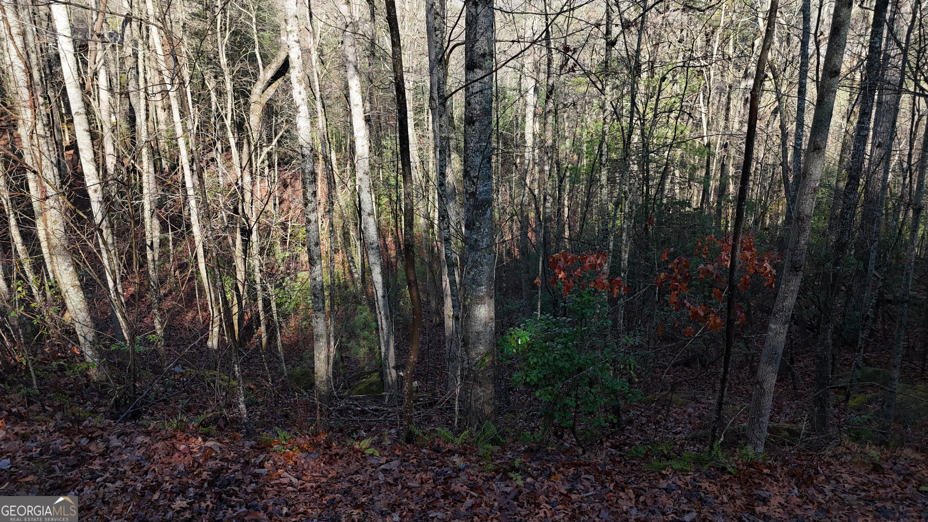 Lot 10 Gold Ditch Road Cleveland, GA 30528 - Photo 4 of 6