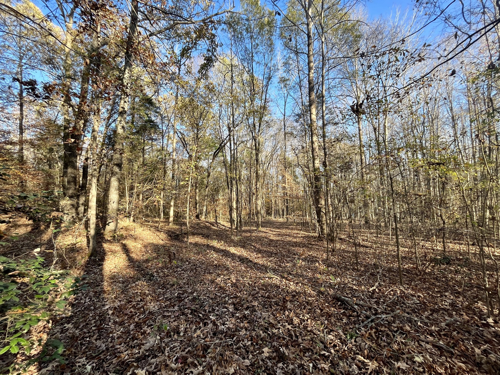 0 Fields School Road McKenzie, TN 38201 - Photo 3 of 43 Gallery Image 3