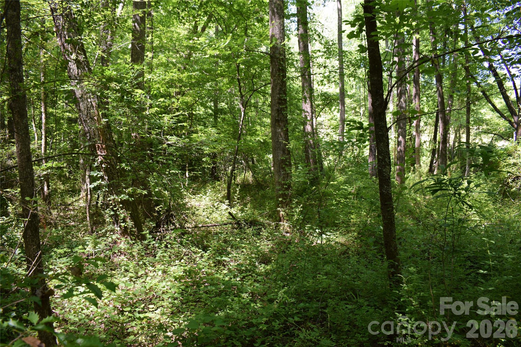 0 Floyd Blackwell Road Tryon, NC 28782 - Photo 11 of 27 a view of a lush green forest
