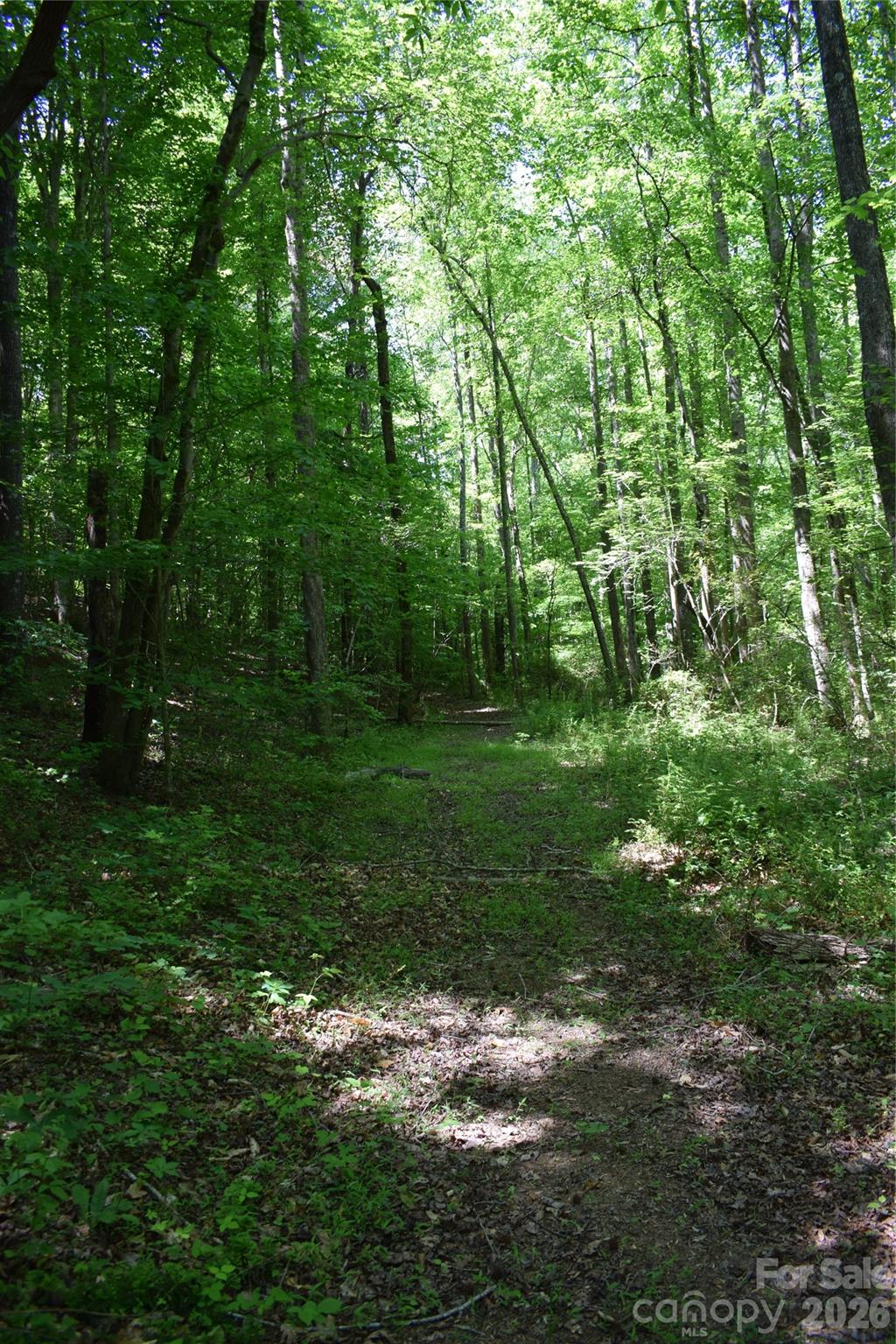 0 Floyd Blackwell Road Tryon, NC 28782 - Photo 14 of 27 a yard with large trees