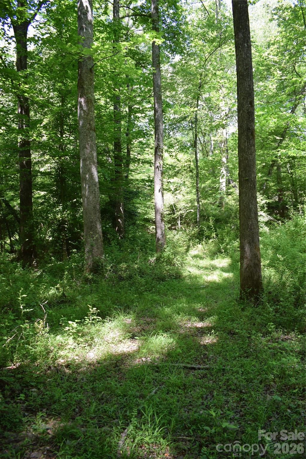 0 Floyd Blackwell Road Tryon, NC 28782 - Photo 19 of 27 a view of lush green forest
