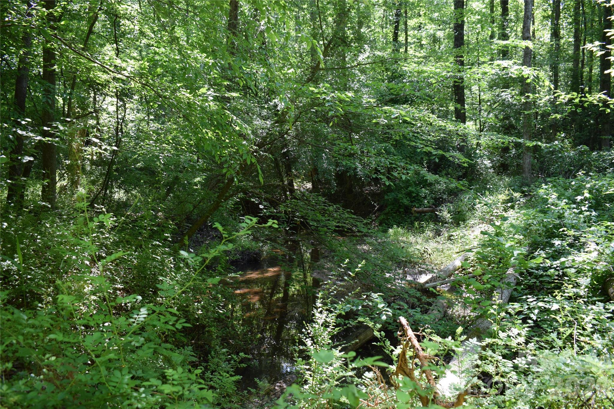 0 Floyd Blackwell Road Tryon, NC 28782 - Photo 4 of 27 a view of a lush green forest with lawn chairs and plants