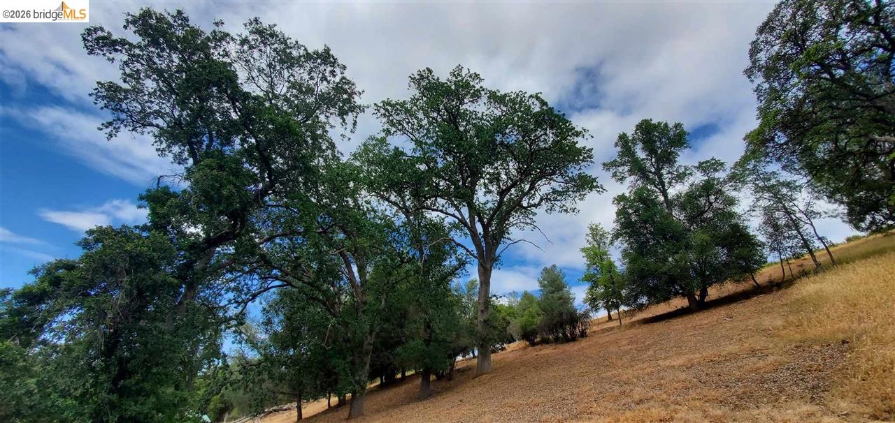 6-234 Ferretti Road Groveland, CA 95321 - Photo 11 of 36 a picture of trees