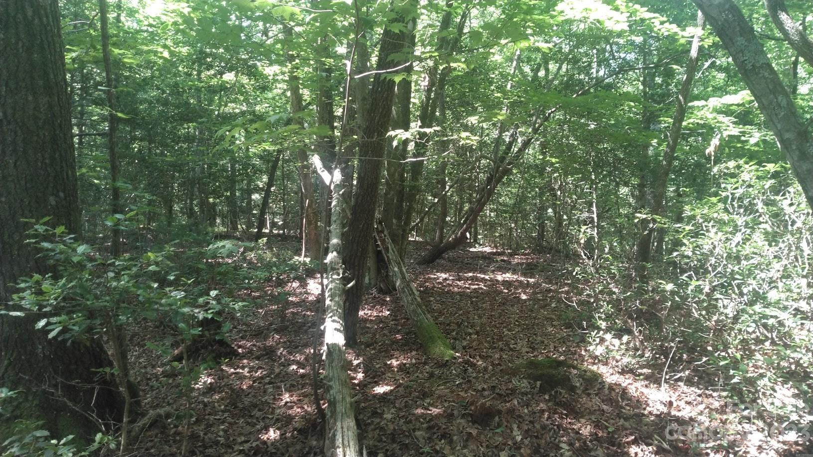 Lot 6 Falls Dr Mill Spring Mill Spring, NC 28756 - Photo 14 of 21 a view of forest