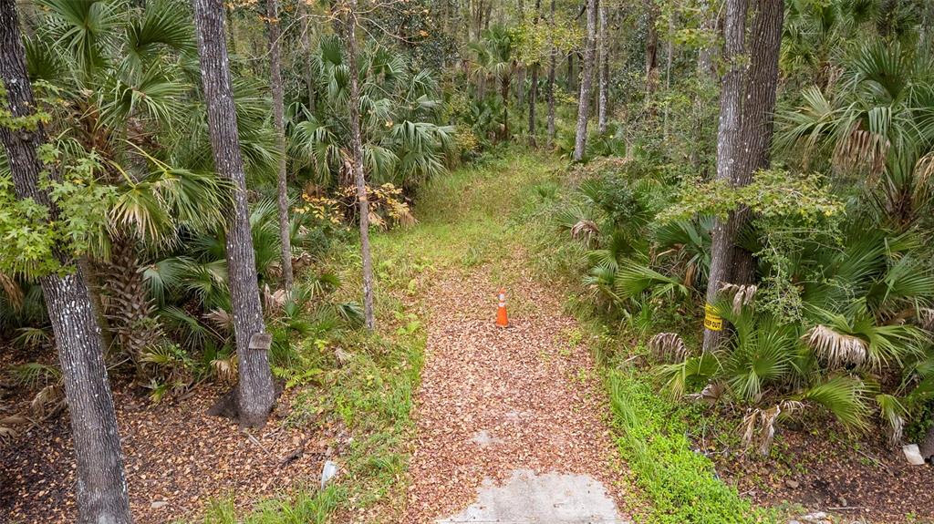 1100 Maytown Road Oak Hill, FL 32759 - Photo 3 of 7 a close up of a plant in a garden