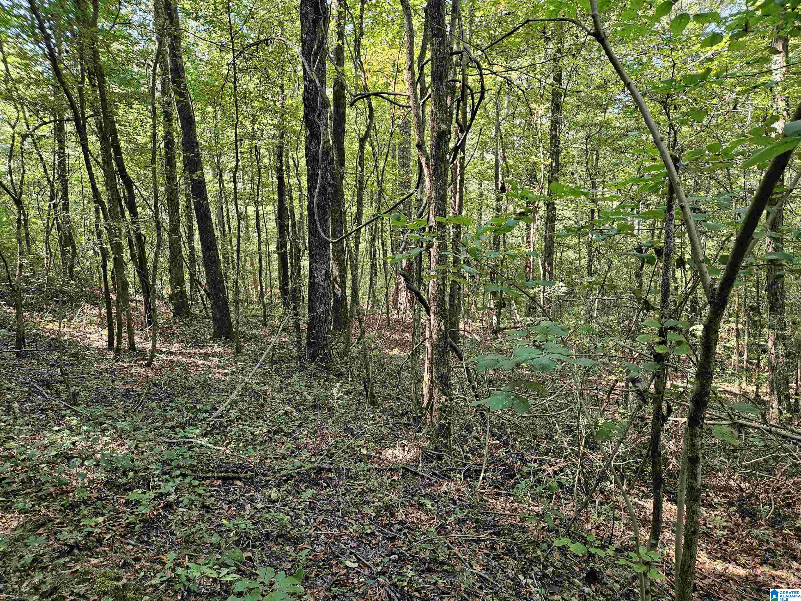 Pleasant Valley Road Gallant, AL 35972 - Photo 7 of 10 Gallery Image 7