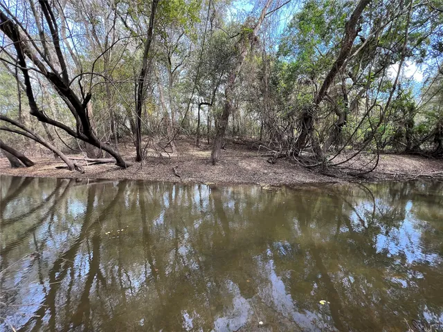 a view of water with a tree