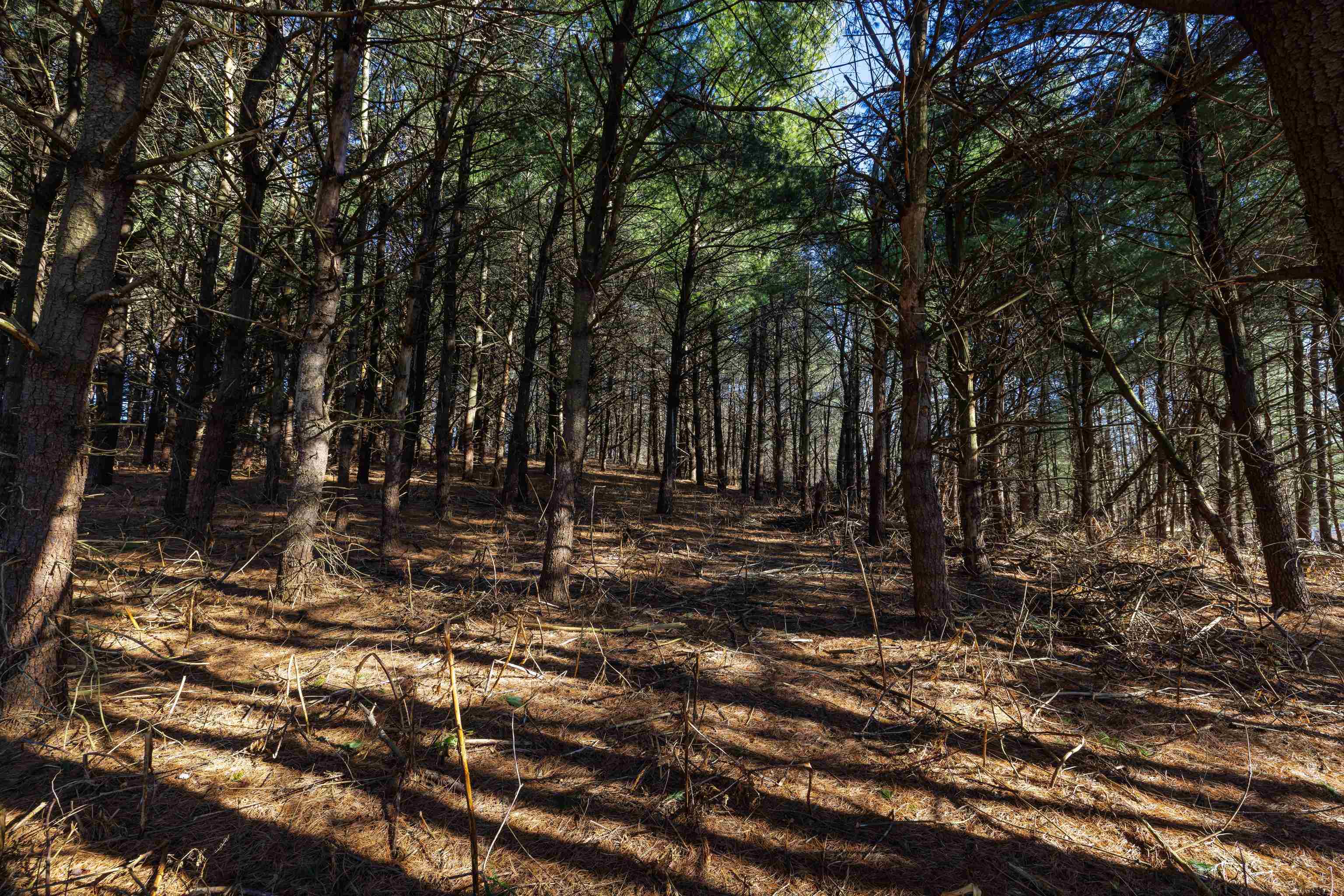 Tbd Fairview Road Mount Crawford, VA 22841 - Photo 2 of 16 a view of outdoor space with trees