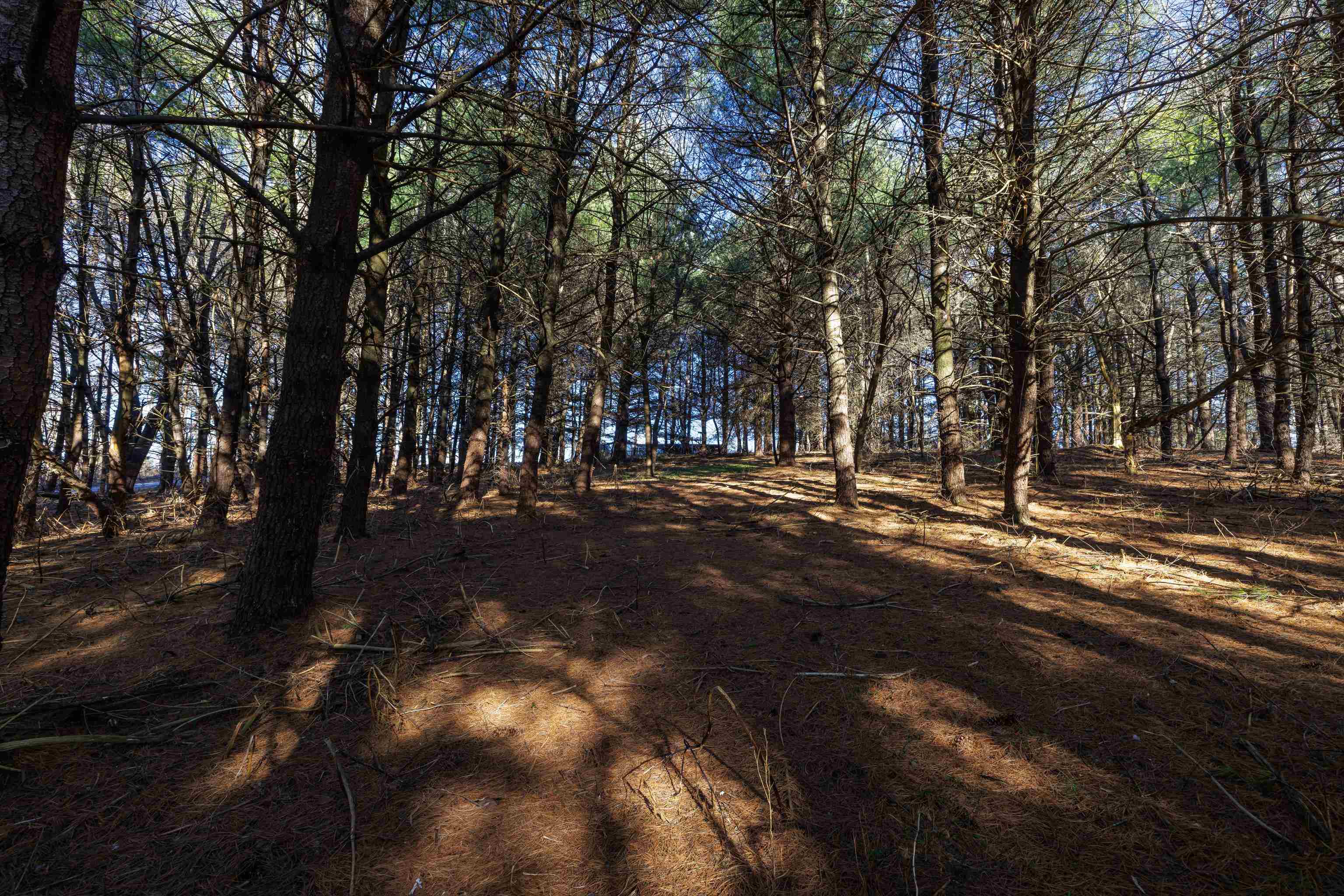 Tbd Fairview Road Mount Crawford, VA 22841 - Photo 3 of 16 a view of outdoor space with trees