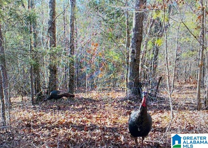 580 Idalia Road Talladega, AL 35160 - Photo 46 of 47