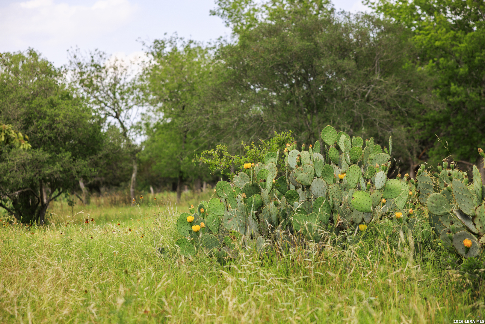 0 Clearwater Ranches Comfort, TX 78013 - Photo 5 of 12