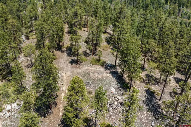 a view of a yard with plants and trees