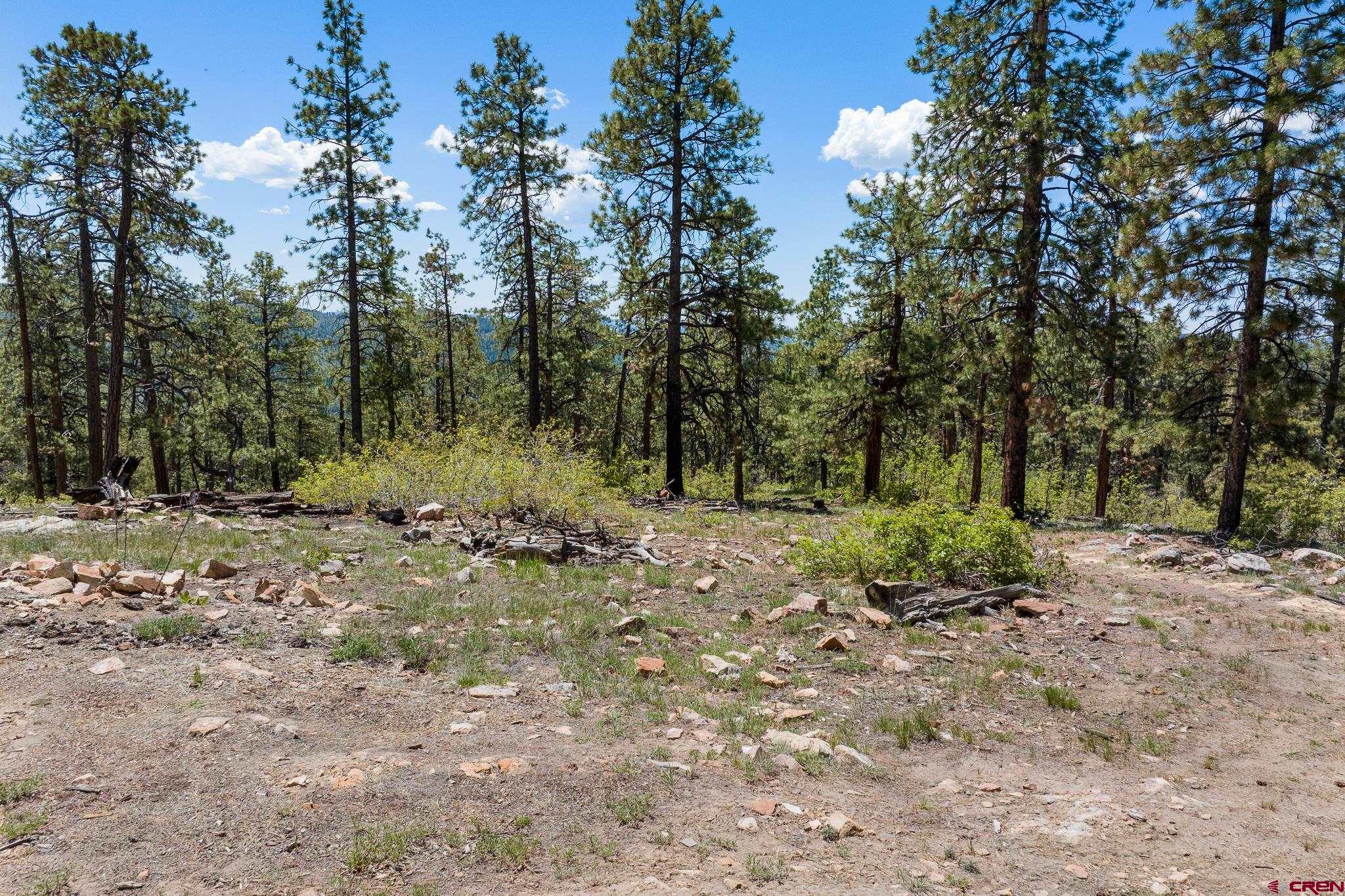 2511 Taylor Ranch Road Durango, CO 81301 - Photo 9 of 23 a view of a forest with trees