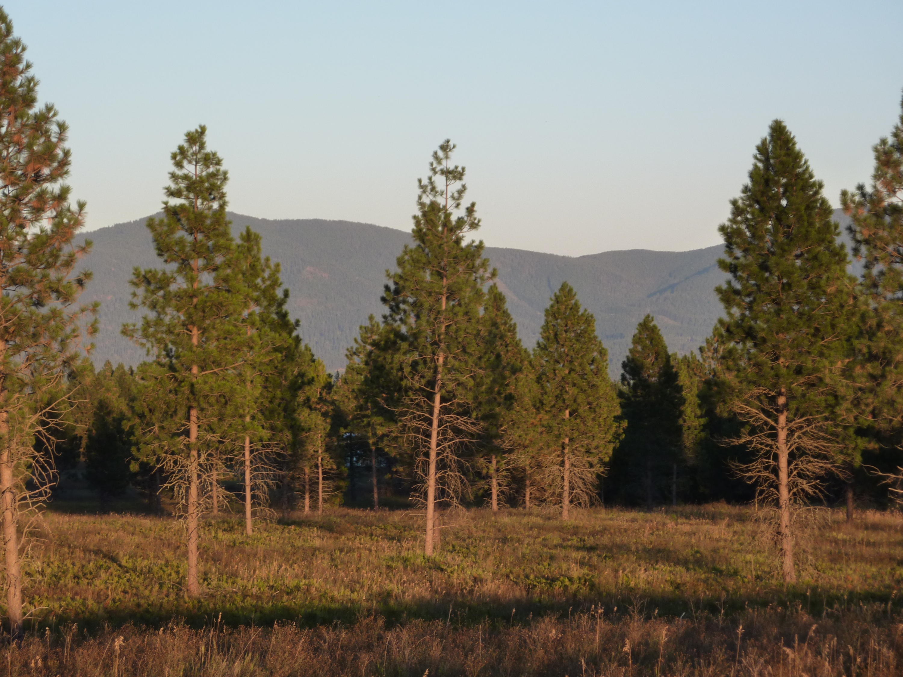 Nka North Sheep Springs Road Athol, ID 83801 - Photo 1 of 1 Sheep Springs