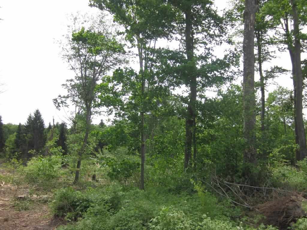 7258 Dundas Road Northwest Alden, MI 49612 - Photo 11 of 24 1785981-10.JPG