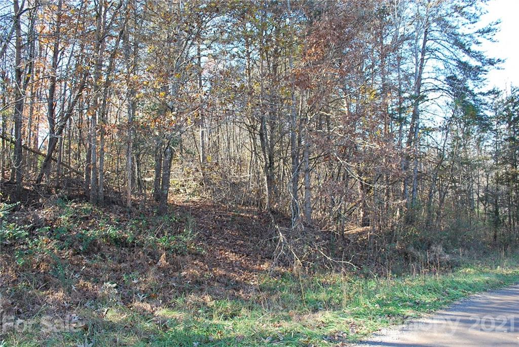 a view of a forest with trees