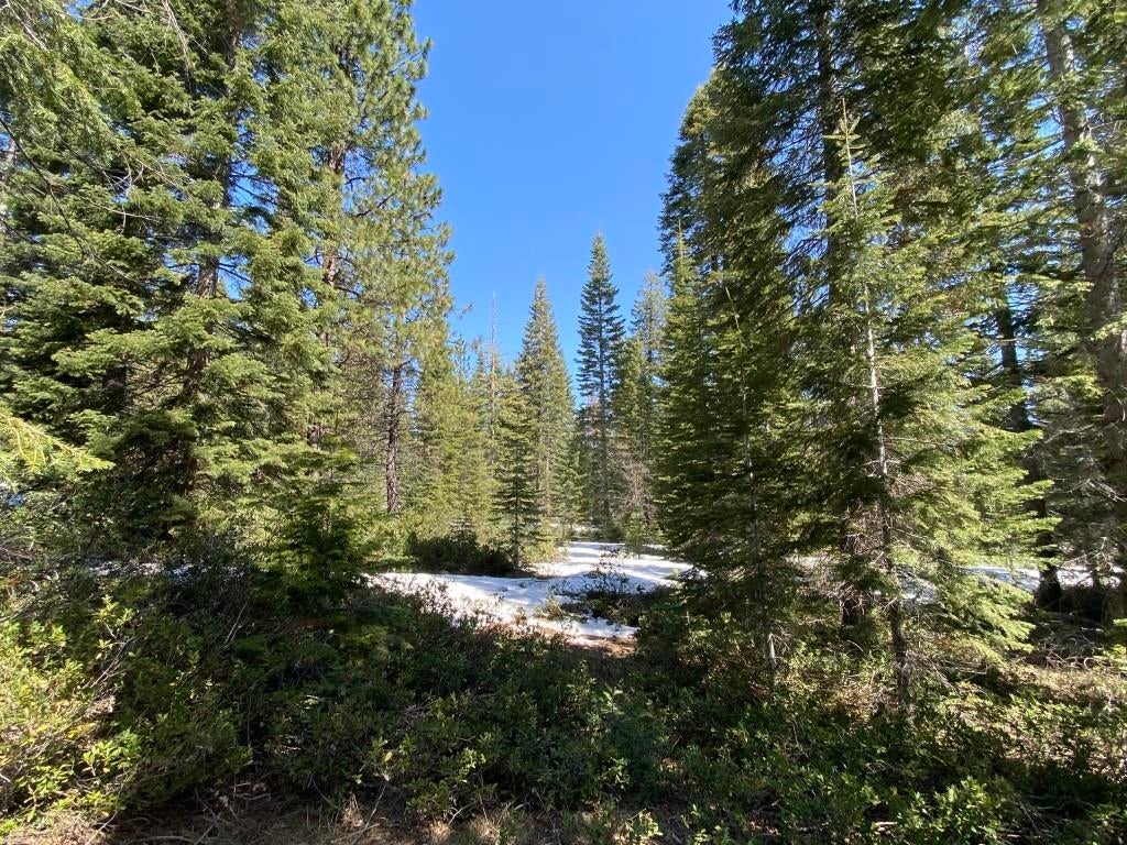 7 Ridge Drive McCloud, CA 96057 - Photo 3 of 26 Gallery Image 3