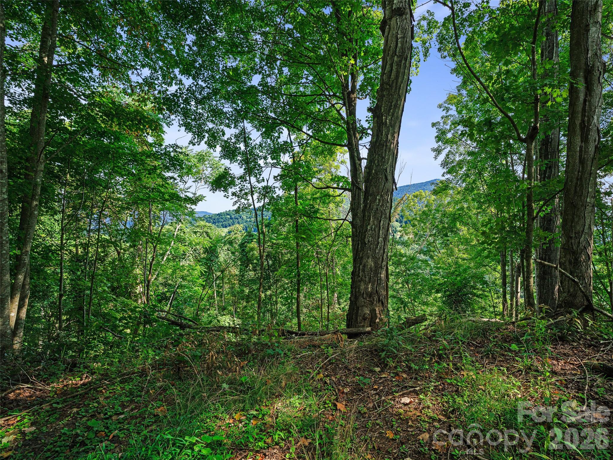 Lot #63-65 Lot#63-65 Bear Ridge Road Bakersville, NC 28705 - Photo 31 of 38 Gallery Image 31