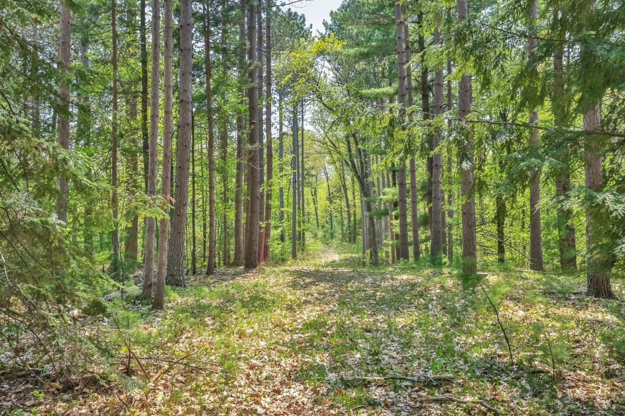 On Squirrel Lake Road, Unit LOT #2 Minocqua, WI 54548 - Photo 17 of 25 Gallery Image 17