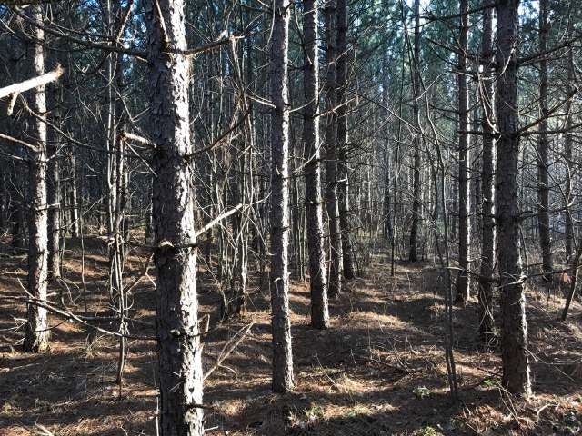 2 Pine Lake Road Rhinelander, WI 54501 - Photo 3 of 17 Gallery Image 3