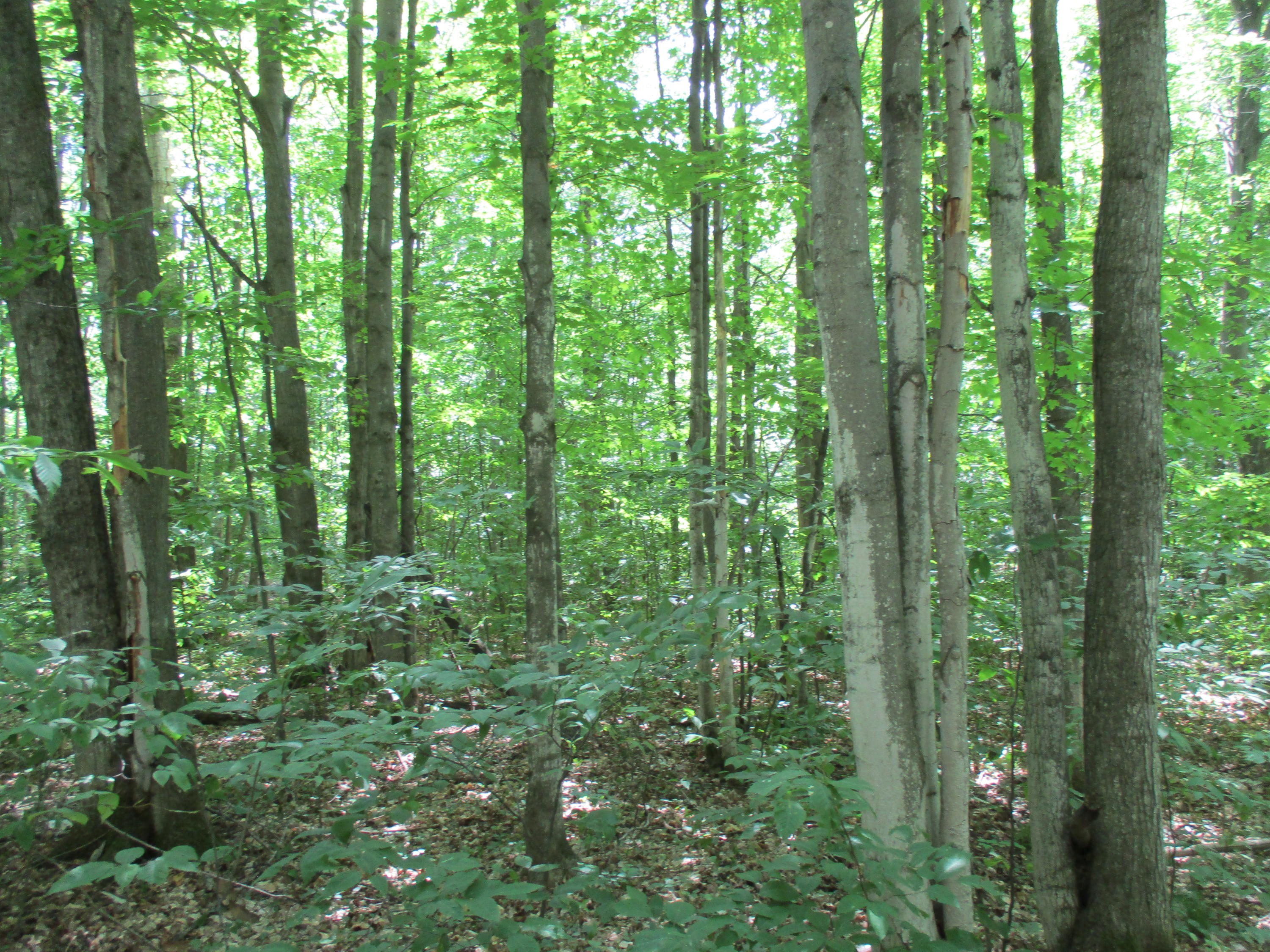 Wolf Road Frederic, MI 49733 - Photo 13 of 14 Gallery Image 13