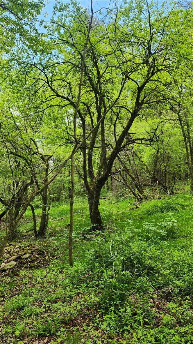 6291 Burke Road Prattsburgh, NY 14873 - Photo 19 of 41