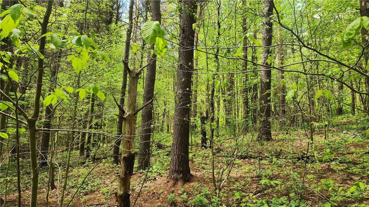 6291 Burke Road Prattsburgh, NY 14873 - Photo 21 of 41