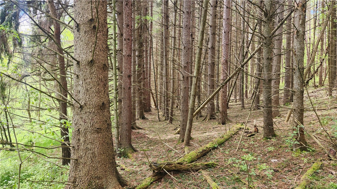 6291 Burke Road Prattsburgh, NY 14873 - Photo 22 of 41