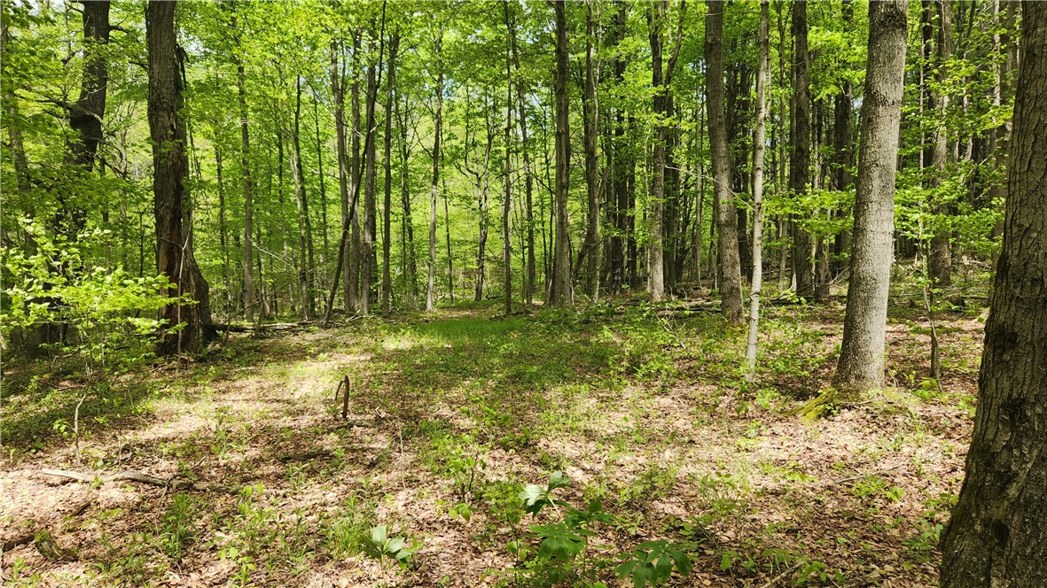 6291 Burke Road Prattsburgh, NY 14873 - Photo 27 of 41